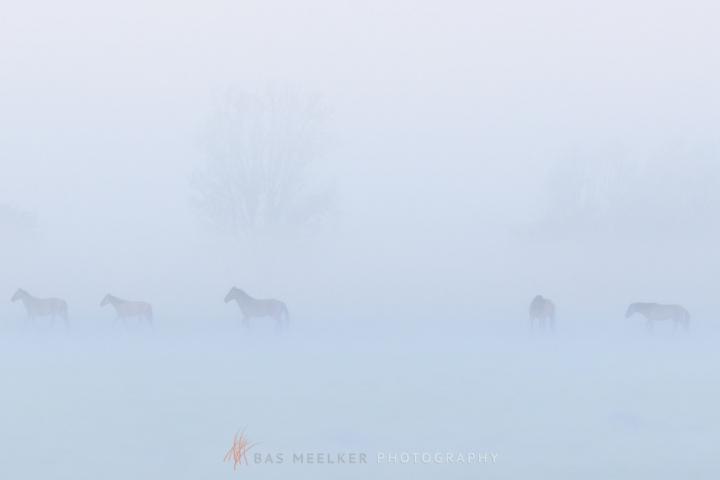 Konikpaarden in de mist op een mooie mistige lente ochtend in het nationaal park Lauwersmeer - Landschapsfoto