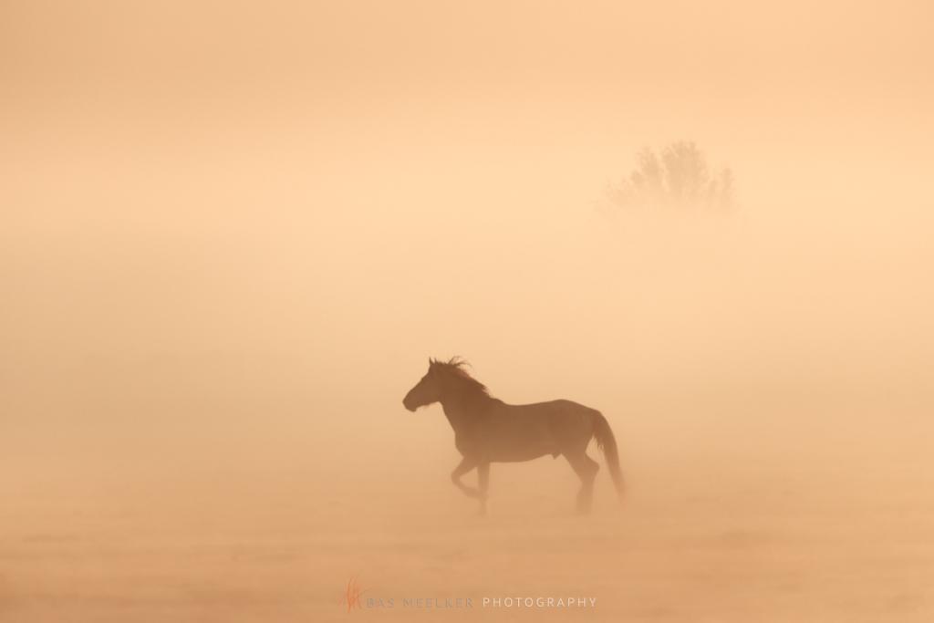 Konikpaarden in de mist op een mooie mistige lente ochtend in het nationaal park Lauwersmeer - Landschapsfoto