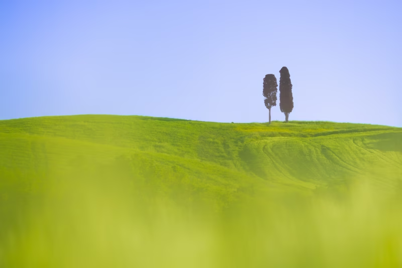 Cypressen in de lente in Toscane, Italie