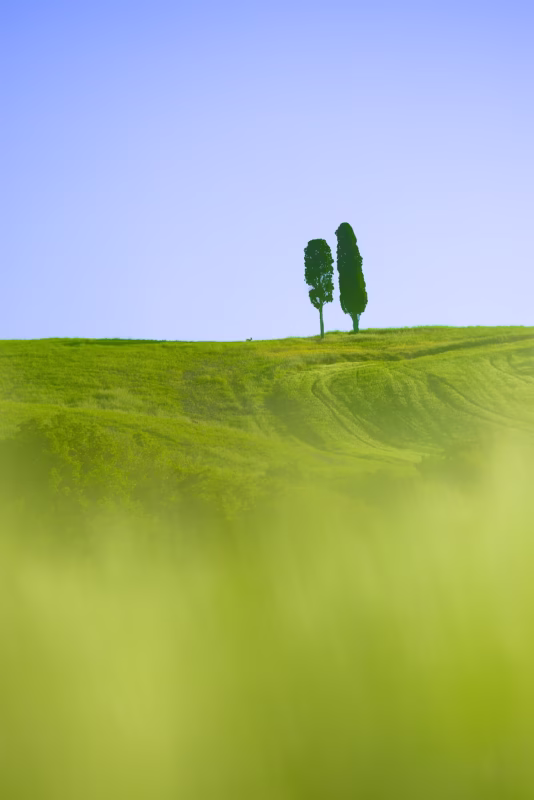 Twee cipressen op een heuvel in Toscane, Italië