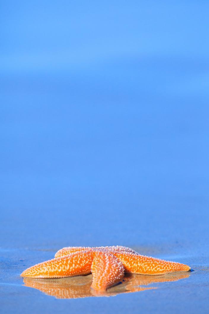 Gewone zeester (Asterias rubens) - common sea star