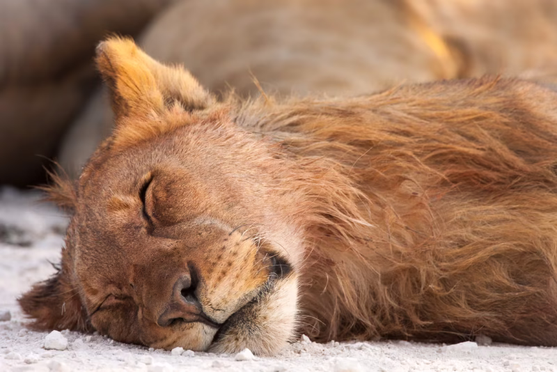 Een slapende leeuw in Etosha National Park, Namibië
