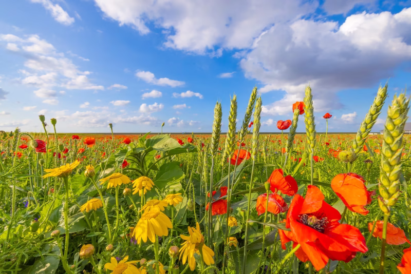 Bloemen bloeien in de lente in een bloemenveld in Groningen