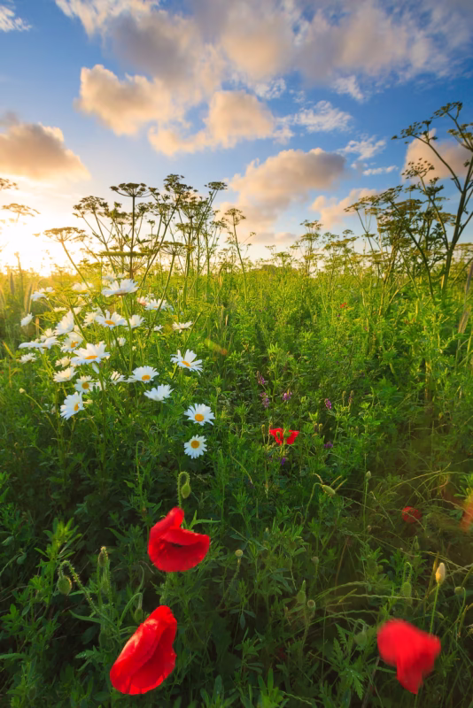 Bloemenweide in de lente in Groningen