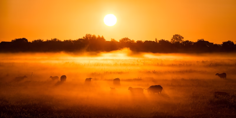Schapen in de mist in de lente in Groningen
