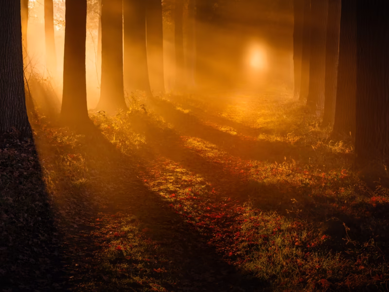 Shadow Path - De Moeren, The Netherlands