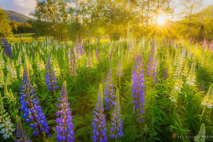 A field of colourful lupines flowers in bright and warm evening sunlight - Norway