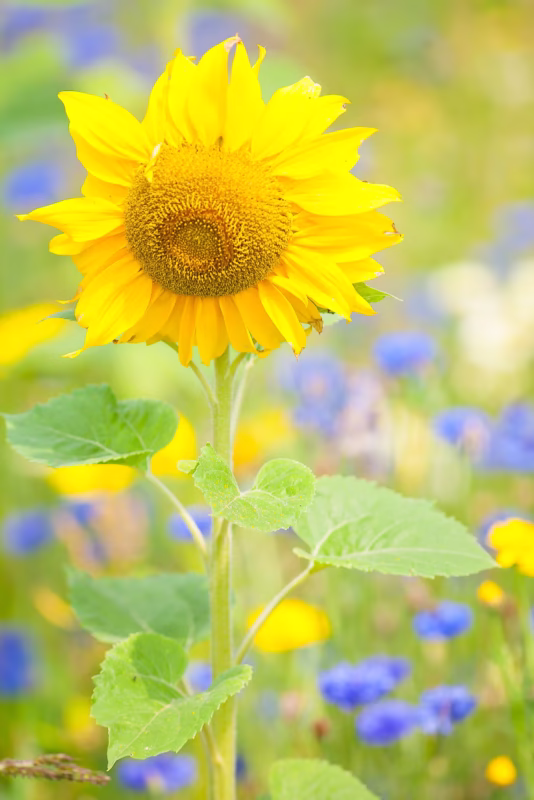 Een zonnebloem in de zomer