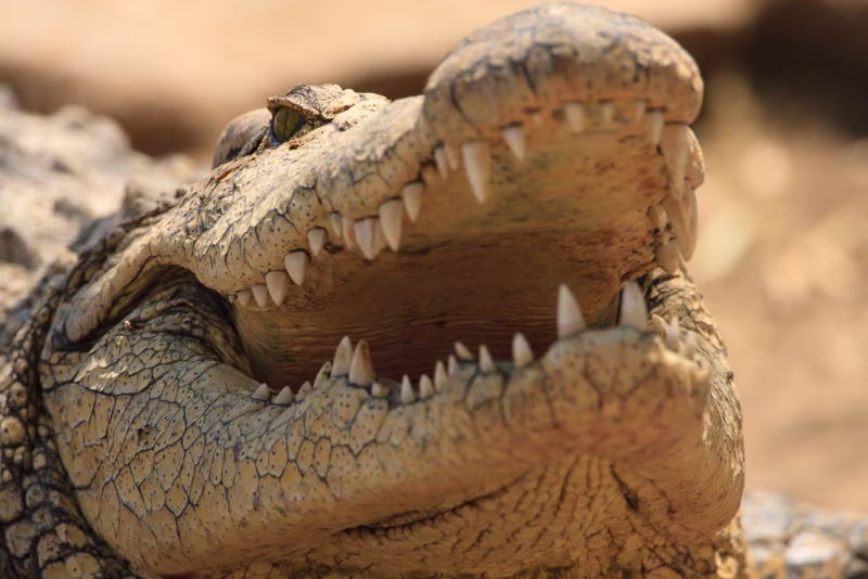 Een Nijlkrokodil in Namibië