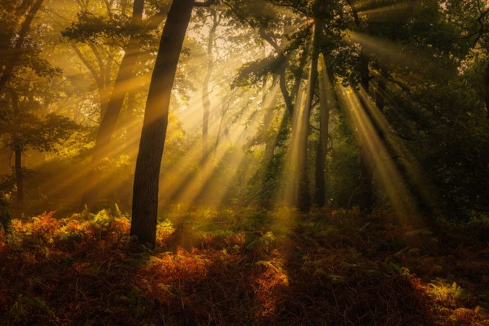 Zonneharpen werpen hun zonlicht door de bomen van het Norgerholt - Norg, Drenthe, Nederland