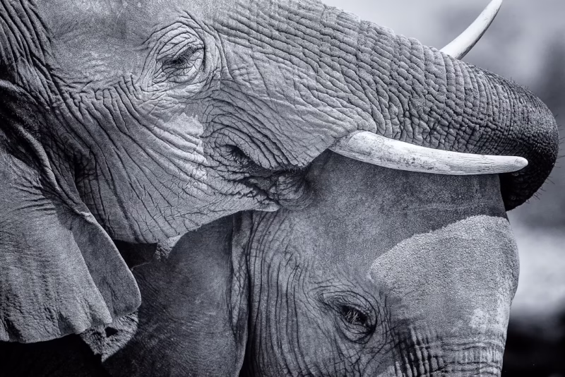 Wilde Afrikaanse olifanten in Namibie