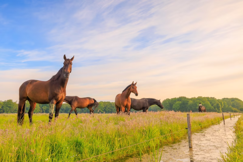 In opdracht van Stal Gravenweg