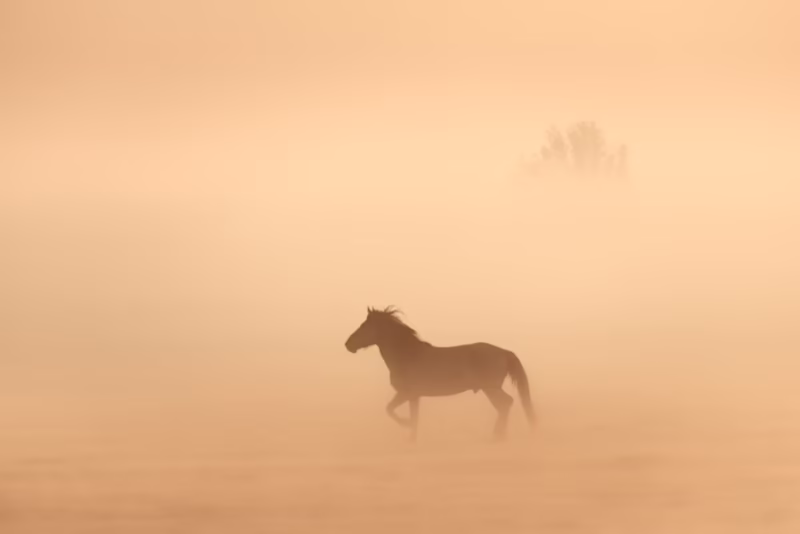 Een paard in de mist in de lente in het NP Lauwersmeer