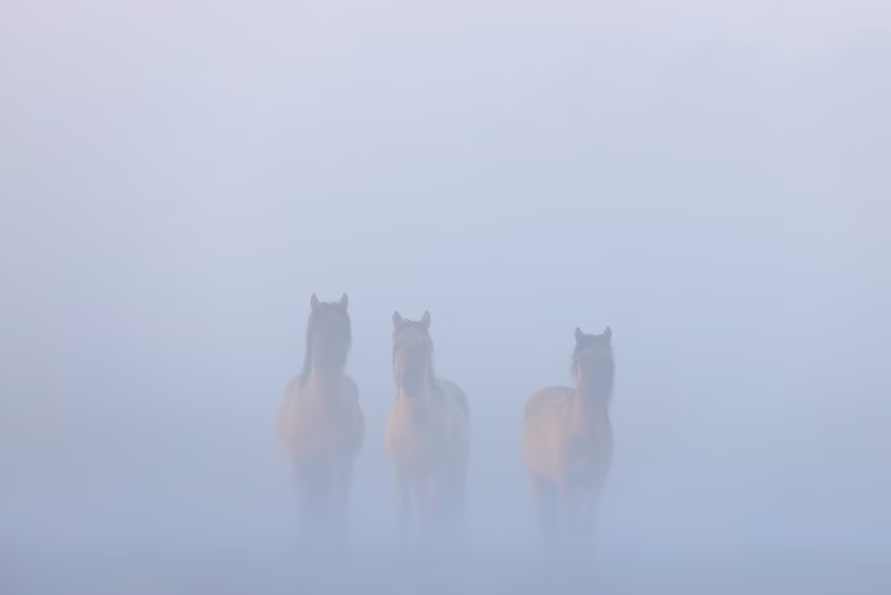 Paarden in de mist in de lente in het Nationaal park Lauwersmeer