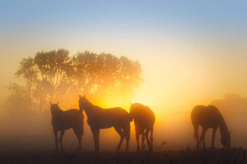 Paarden in de wei in de lente met mist tijdens de zonsopkomst