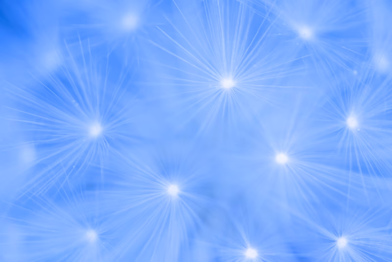 Een close-up van een paardenbloem in de zomer