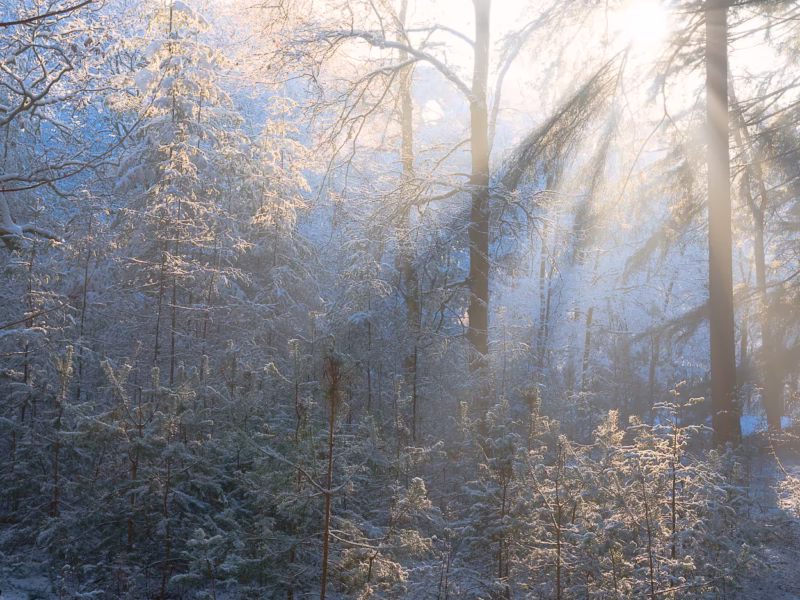 Nieuwe landschapsfoto's - Zonlicht schijnt door de bomen op een mooie winter ochtend - De Moeren, Noord-Brabant