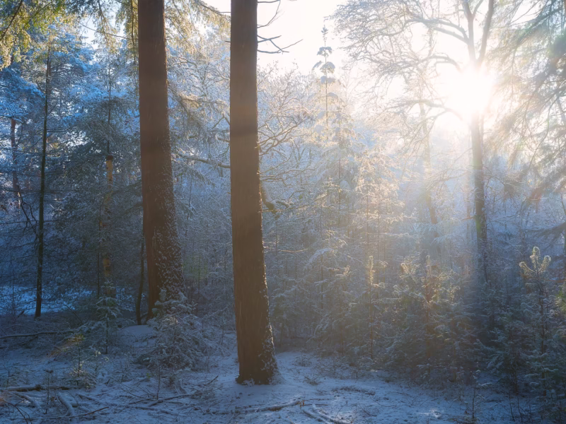 Zonlicht schijnt door de bomen op een mooie winter ochtend - De Moeren, Noord-Brabant
