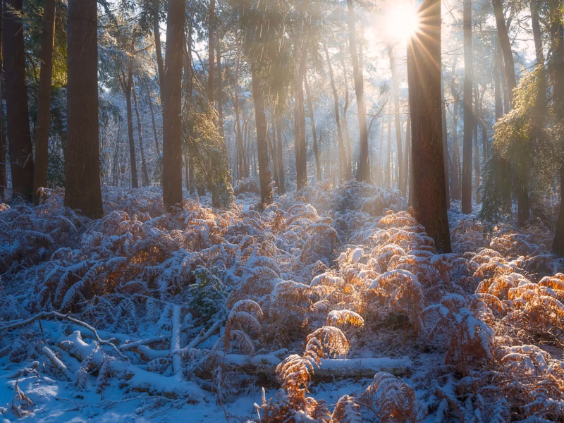 Zonlicht schijnt door de bomen op een mooie winter ochtend - De Moeren, Noord-Brabant
