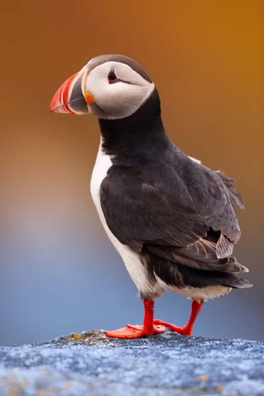 Papegaaiduiker op de rotsen - Runde, Noorwegen