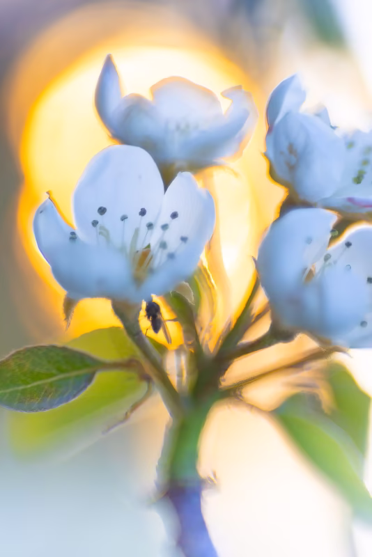 Perenbloesem in de lente