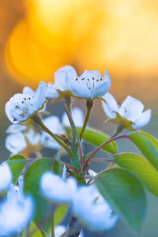 Peren bloesem in de lente in Wemeldinge, Zeeland