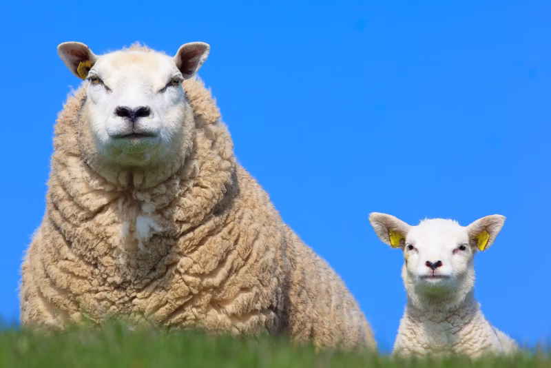 Een schaap en een lammetje kijken over de dijk in de lente - Groningen