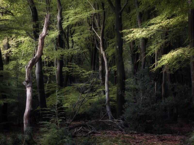 De herfstkleuren komen langzaam tot leven in het Speulderbos