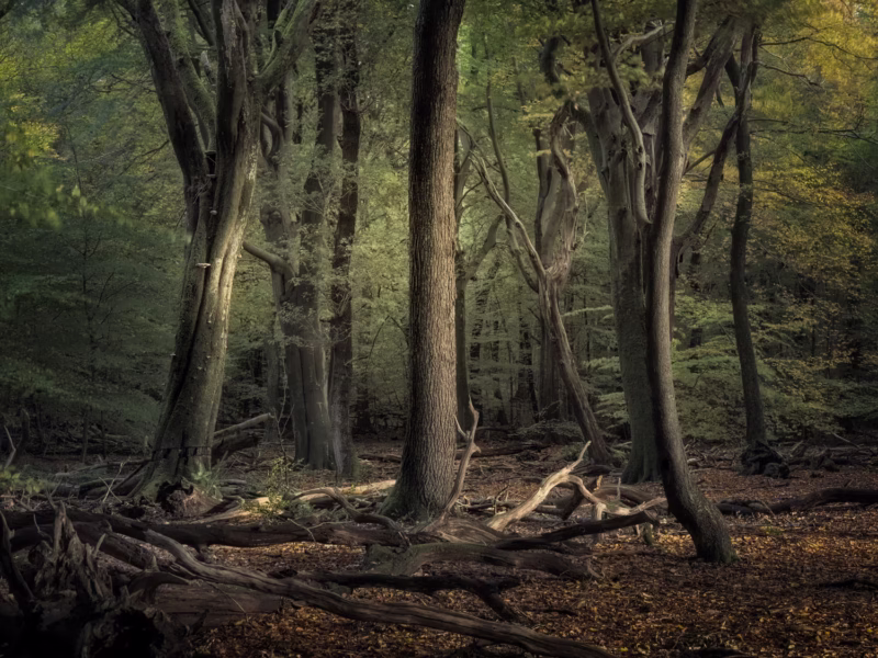 Warm licht valt op de bomen in het Speulderbos in de herfst