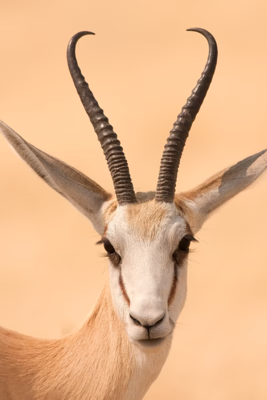 Een springbok in Etosha Nationaal park, Namibië