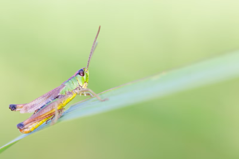 Een sprinkhaan in de natuur in de zomer