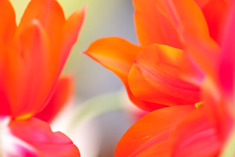 Close-up van Typisch Hollandse tulpen in de lente