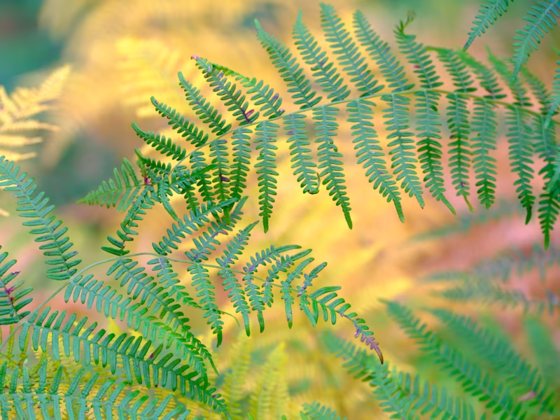 Varens in vroege herfstkleuren - De Moeren, Noord-Brabant