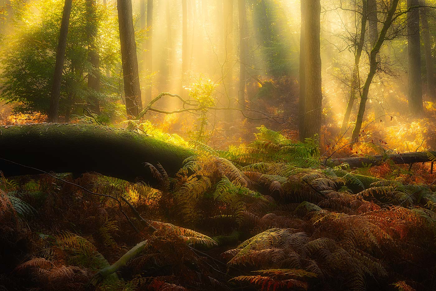 Mooie herfstkleuren op een ochtend in het bos op de Veluwezoom met warm licht Herfstlandschappen - Mooie herfstkleuren op een ochtend in het bos op de Veluwezoom met warm licht