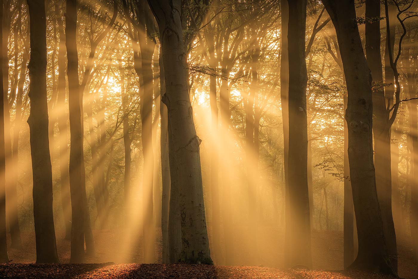 Zonneharpen en mist in het beukenbos op de Veluwezoom in de mist met warm licht - Veluwezoom, Gelderland