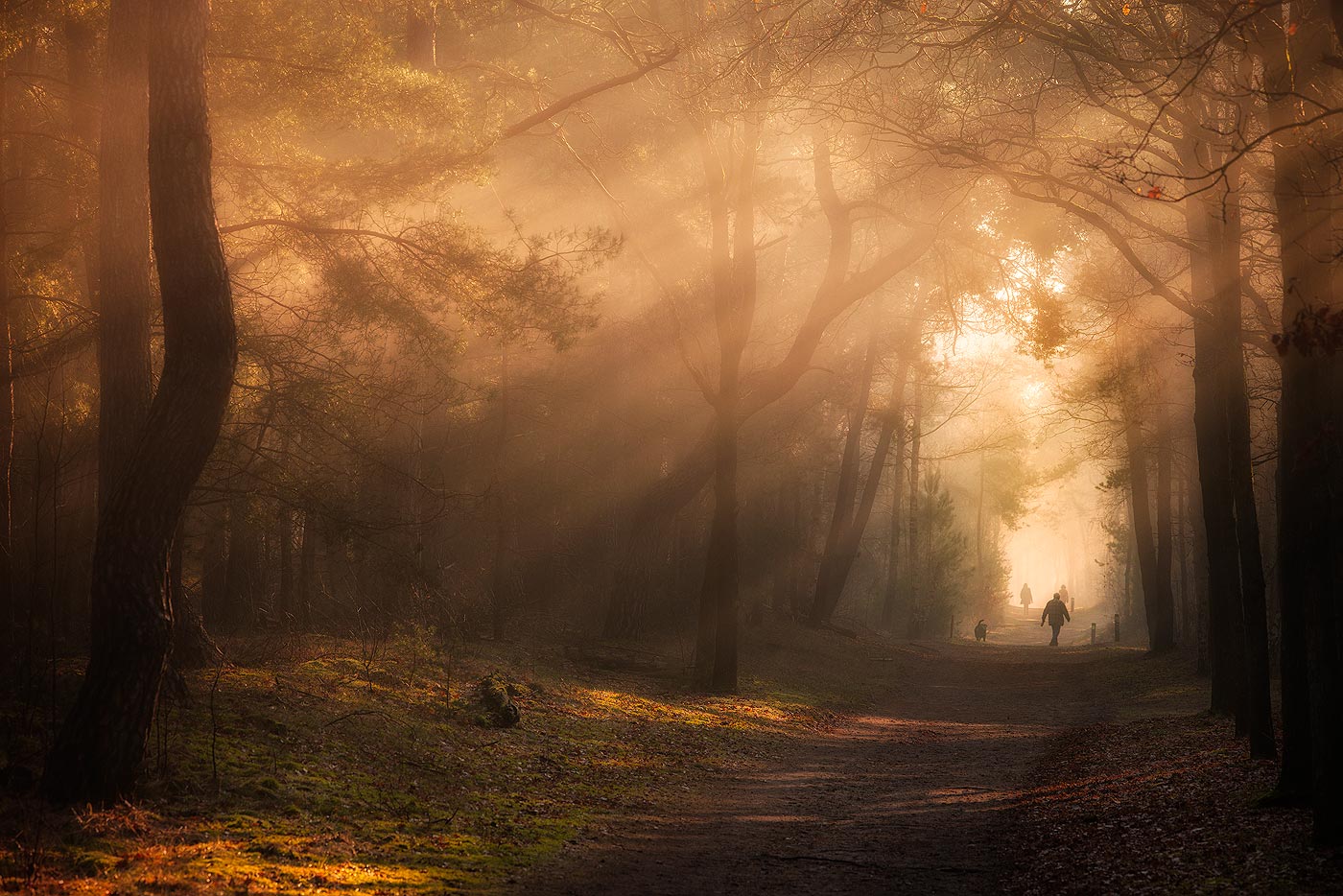 Workshop Herfstlandschappen 04-11-2026 Herfstlandschappen - Een mooi herfstlandschap met wandelaars in het bos met herfstkleuren en zonneharpen - Woensdrecht, Noord Brabant
