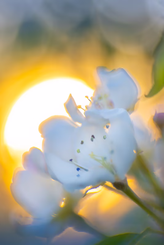 Bloesem in de lente van de Perenboom - Wemeldinge, Zeeland