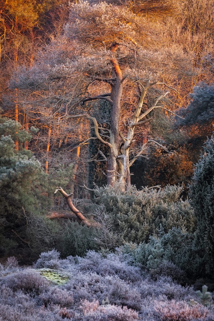 Na een koude winter nacht op het Dwingelderveld verwarmt de warme ochtendzon het landschap en smelt de rijp op de bomen