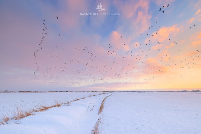 Ganzen vliegen naar hun rustplaats voor de nacht tijdens een mooie zonsondergang in de winter boven een besneeuwd landschap in Friesland. Een sloot vol sneeuw leidt je naar de horizon en geeft diepte aan het beeld.