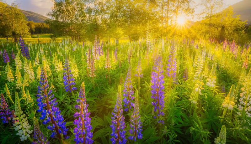Lupinen bloeien in de zomer in een veld in Noorwegen