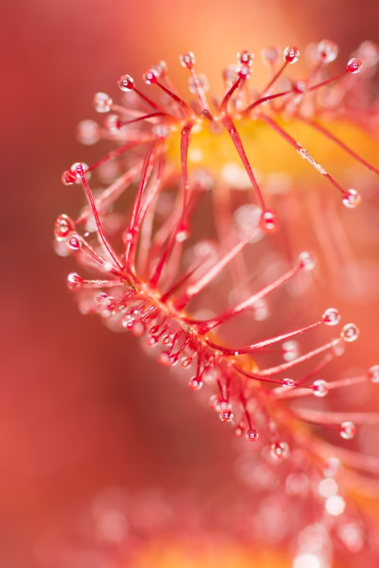 Zonnedauw in de zomer op het Fochteloerveen