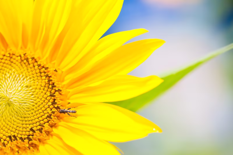 Close-up van een zonnebloem in de zomer