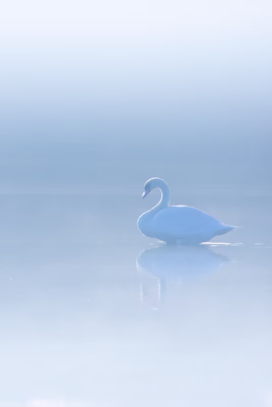 Een zwaan in de mist in de lente - Nationaal Park Lauwersmeer