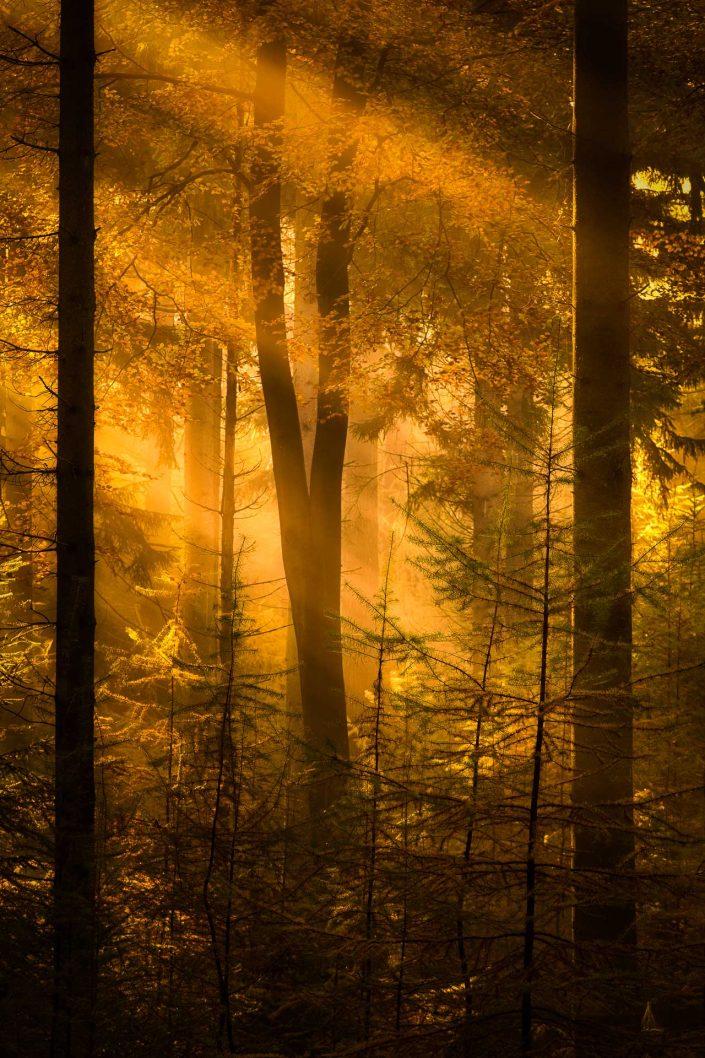 Rays of sunlight shine through a dens and lush forest with fog in Autumn.