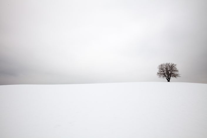 Een eenzame boom in een glooiend winters landschap