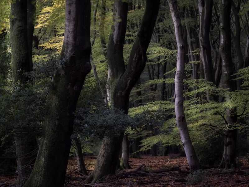 Light in the Forest - Speulderbos
