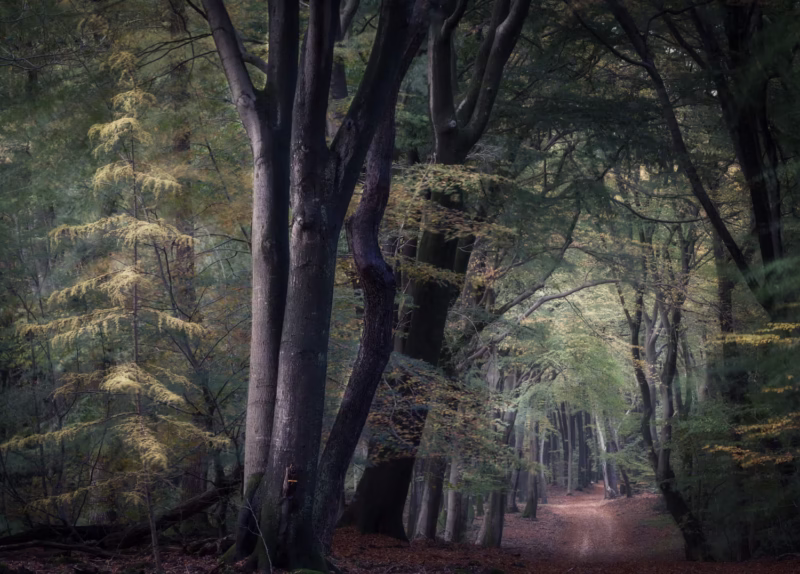 Zacht licht in het Speulderbos