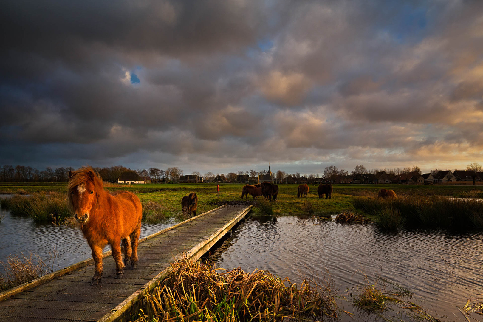 Een shetland pony in het De Alde Feanen nationaal park in Friesland met een mooie wolkenlucht