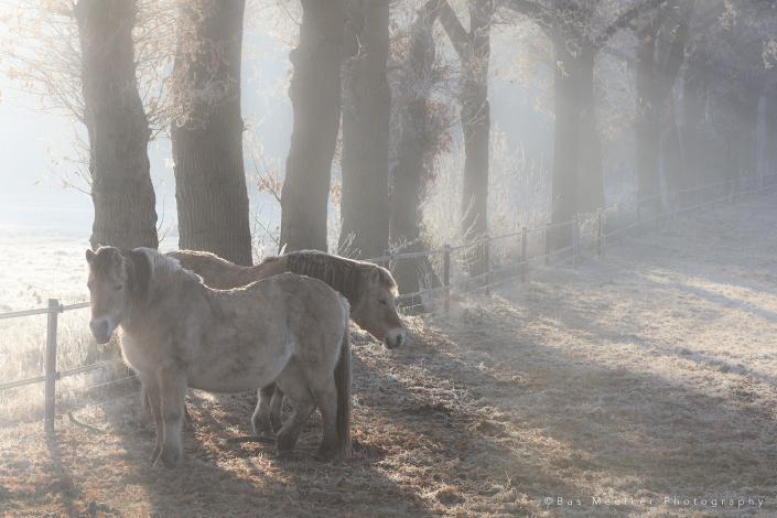 Paarden in de ochtendmist in de winter in Drenthe