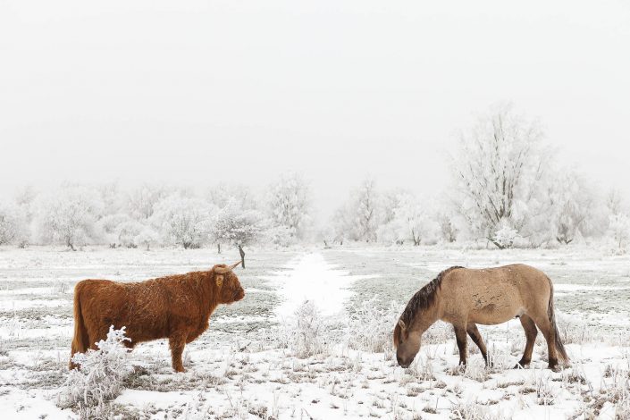 Een konikpaard en een schotse hooglander in een winters landschap